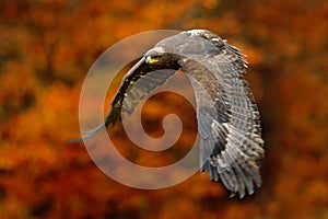 Eagle with orange autumn forest. Orange autumn scene with bird of prey. Face flight Steppe Eagle, Aquila nipalensis, birds with photo