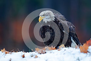 Eagle, orange fall leave in the snow. Bald Eagle, Haliaeetus leucocephalus, portrait of brown bird of prey with white head, yellow