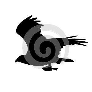 Eagle,Osprey silhouette photo