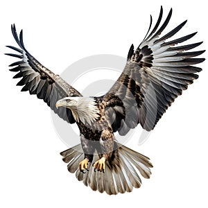 Eagle with outstretched wings on white background.