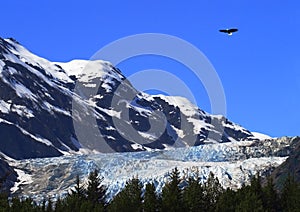 Eagle Over Davidson Glacier