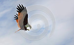 Eagle over sky background