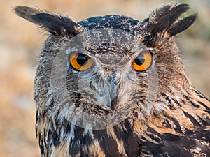 Eagle owl