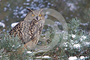 Eagle owl