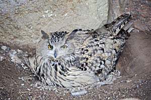 Eagle owl .