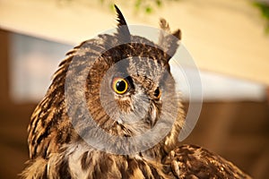 Eagle owl