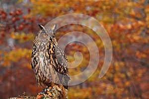 Eagle Owl