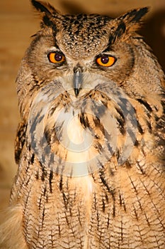 Eagle Owl