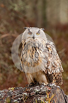 Eagle Owl