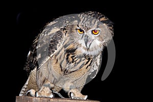 Eagle Owl