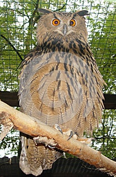 Eagle-Owl photo