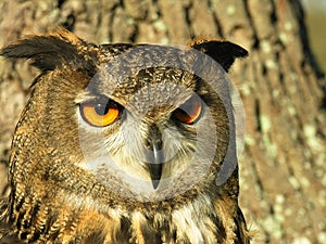 Eagle Owl