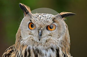 Eagle owl