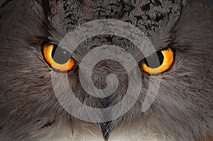 Eagle owl