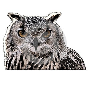 Eagle owl