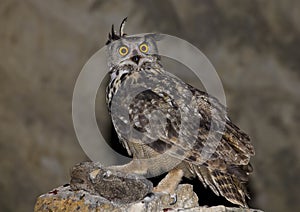 Eagle owl