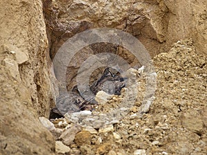 Eagle Owl