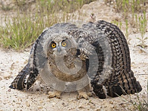 Eagle Owl