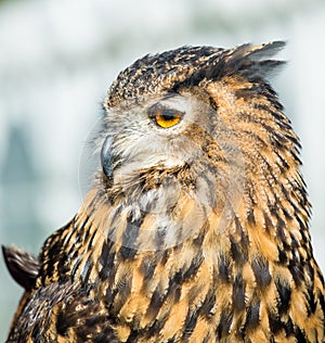 Eagle owl