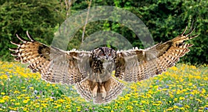 Eagle owl