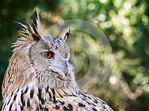 Eagle owl