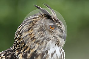 Eagle Owl