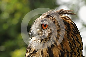 Eagle Owl