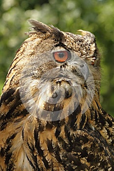 Eagle Owl