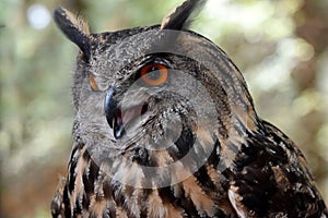 Eagle owl