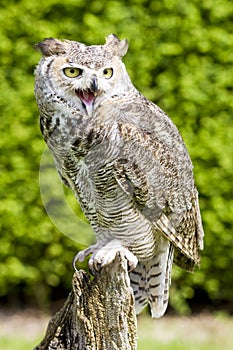 Eagle Owl