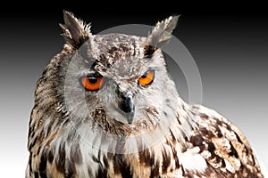 Eagle owl against dark sky