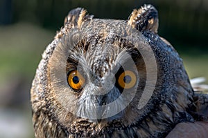 Eagle owl  Asio Otus close up portrait shot