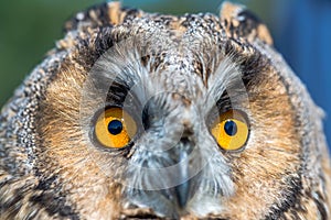 Eagle owl  Asio Otus close up portrait shot