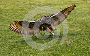 Eagle owl on the attack with his large talons