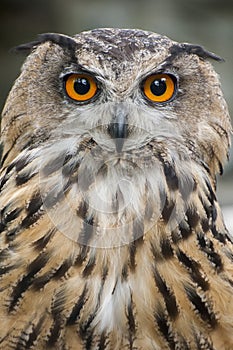 Eagle Owl