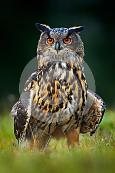 Eagle Owl, big nocturnal bird in the forest, Norway photo