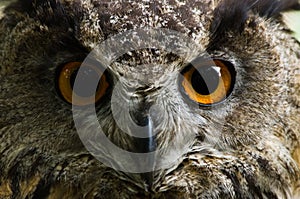 Eagle owl with big orange eyes