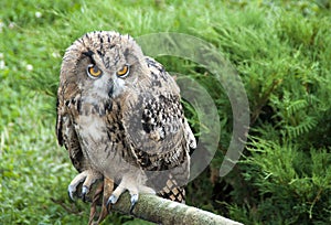 Eagle owl bird