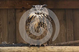 Eagle owl bird of prey