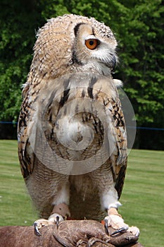 Eagle Owl Bird of prey