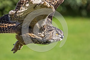 Eagle owl bird of prey hunting in flight. Eagle-owl Bubo bubo