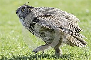 Eagle Owl bird of prey walking on the ground