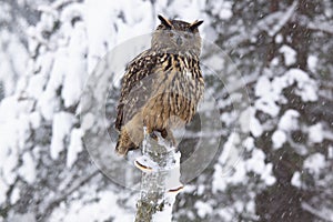 Eagle owl /Bubo Bubo/