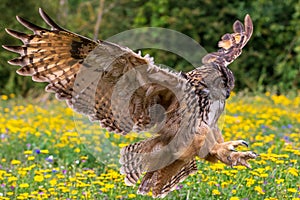 Eagle owl  Bubo bubo