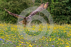 Eagle owl  Bubo bubo