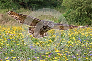 Eagle owl  Bubo bubo