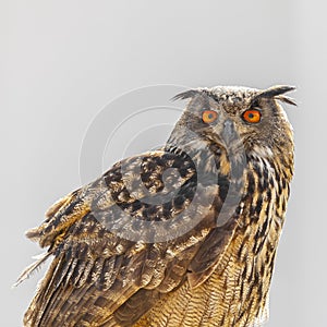 Eagle Owl, Bubo bubo