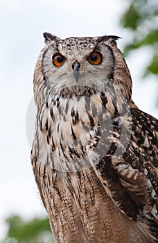 Eagle owl (Bubo bubo)