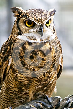 Eagle owl, Bubo bubo