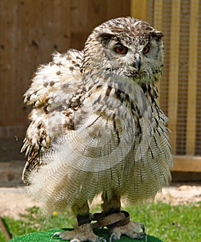Eagle owl [Bubo bubo]
